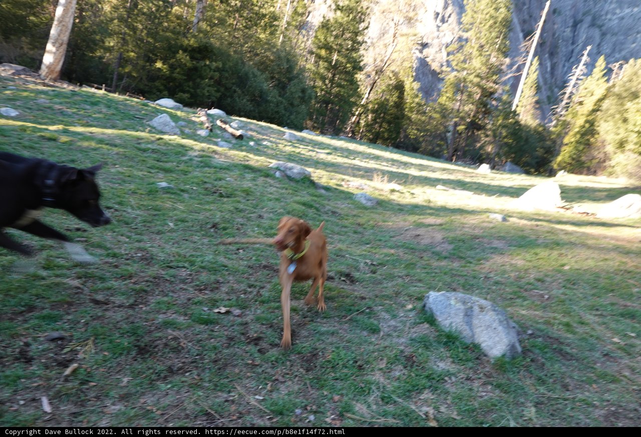 Running Wild in Yosemite