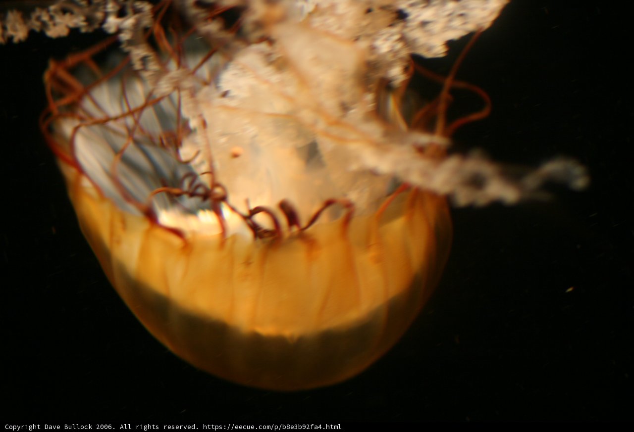 The Graceful Jellyfish