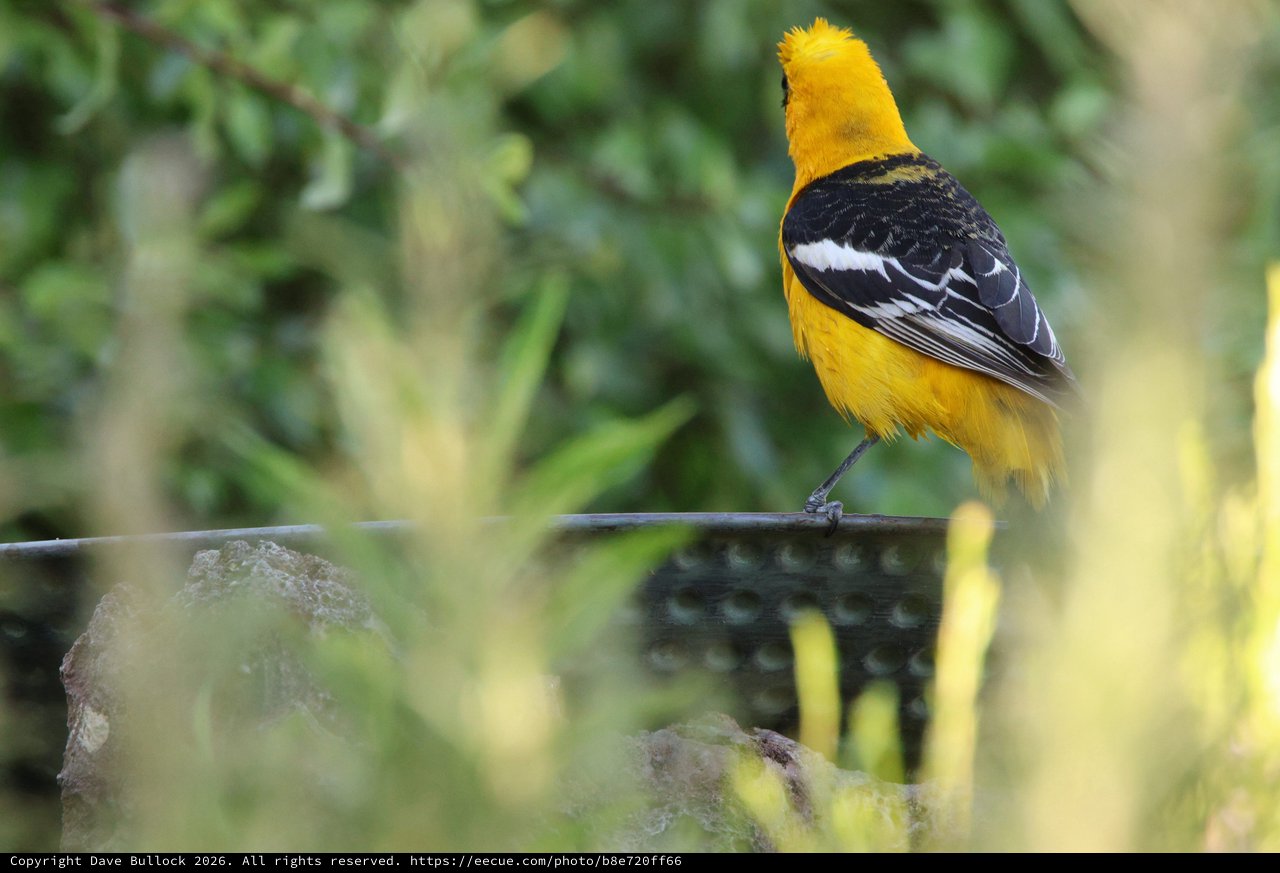 Hooded Oriole Perched on Wire in Natural Setting