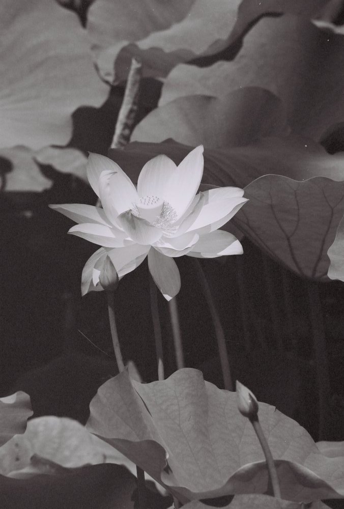 Elegance in Black and White