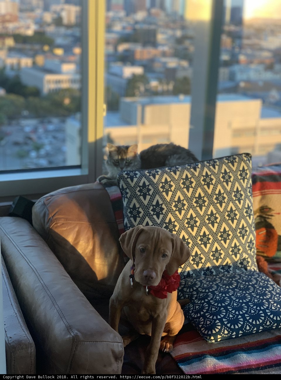 Furry Friends on the Cozy Couch