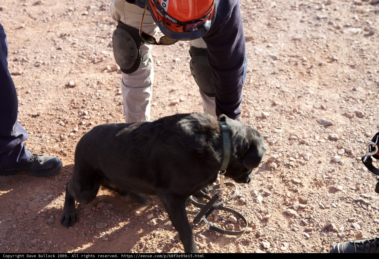 Man and his furry companion on a dirt road