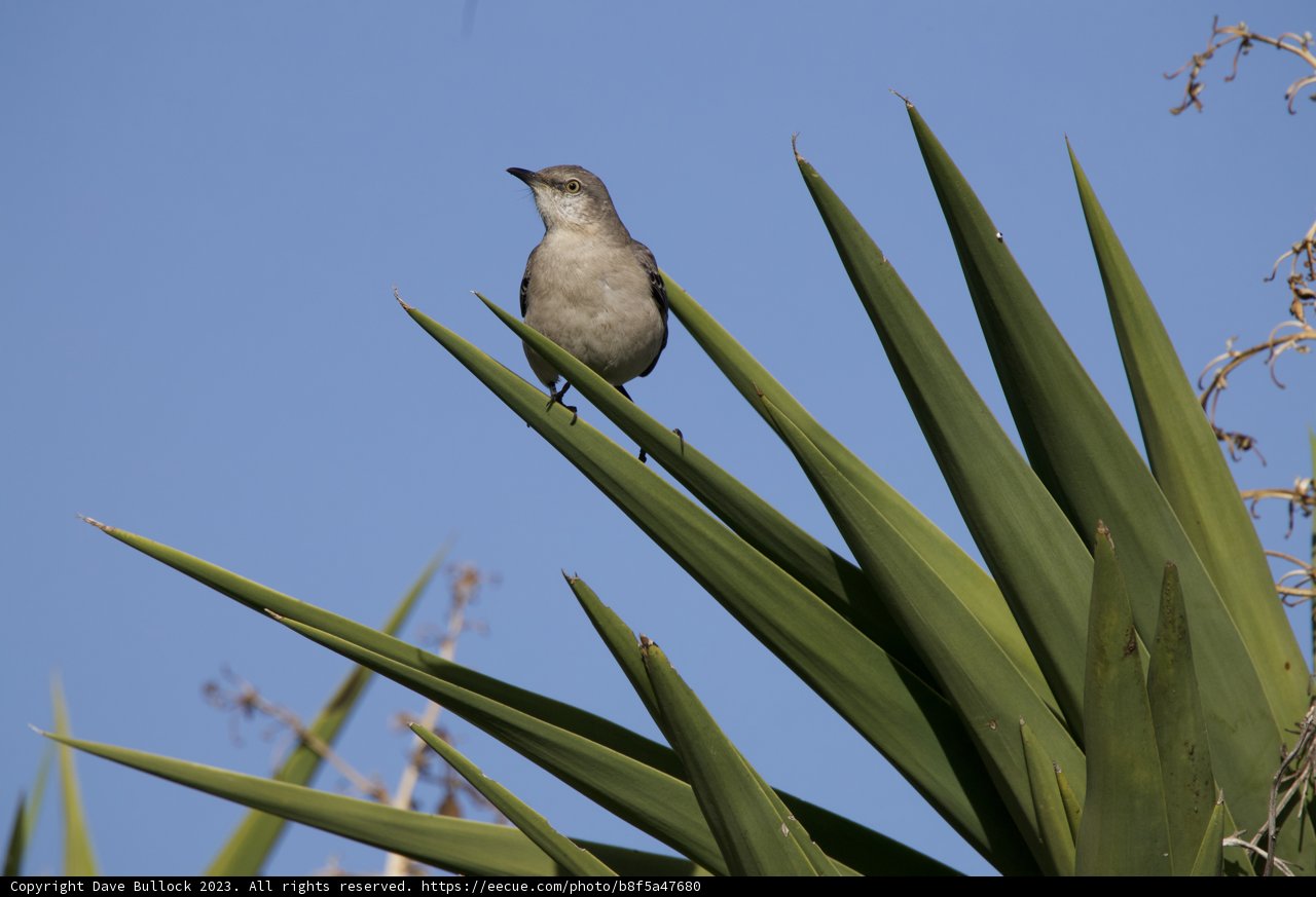 Sparrow's Perch Atop Palm