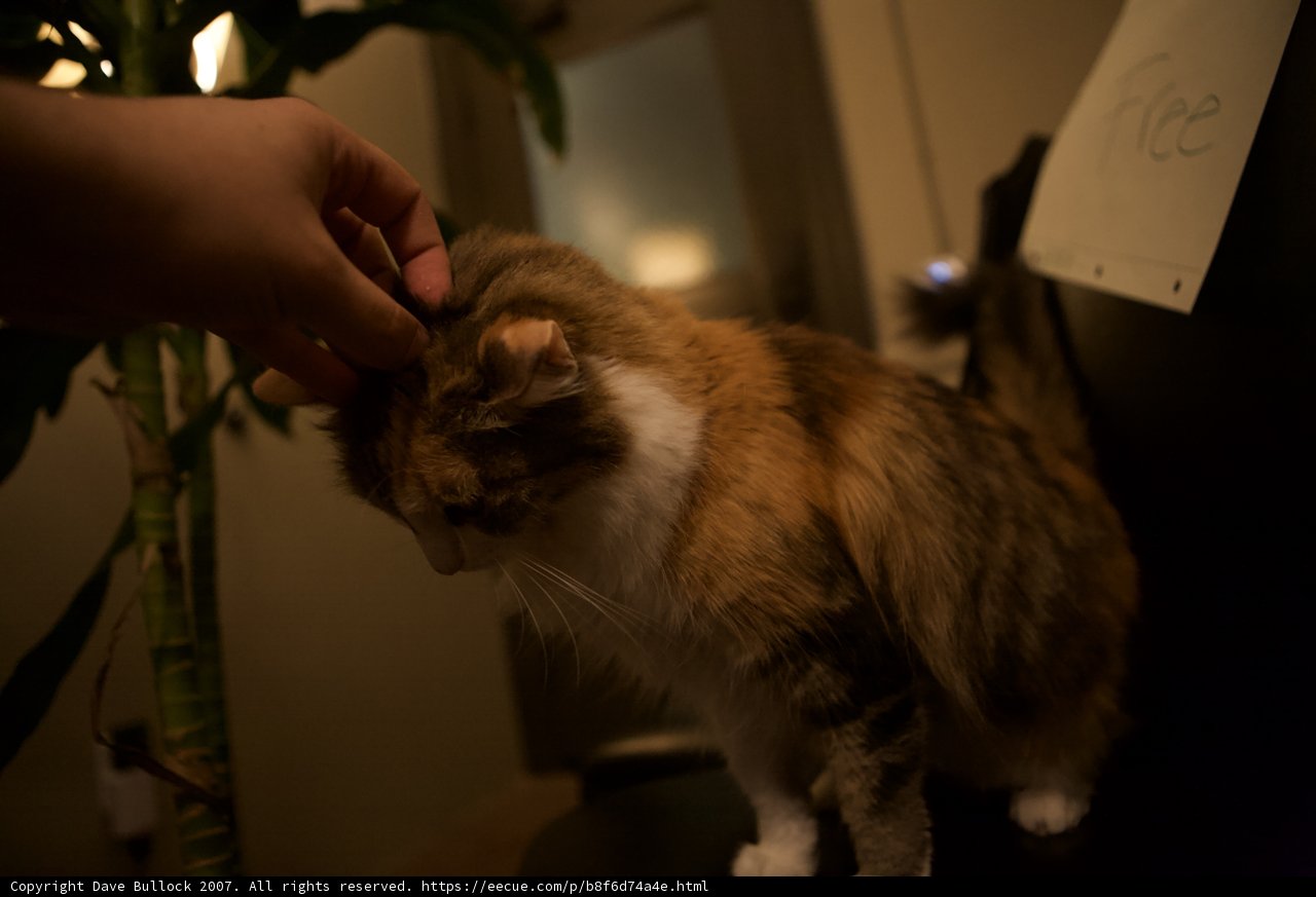 Midnight Cat Cuddles