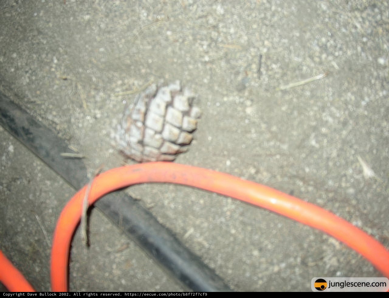 The Deadly Pine Cone