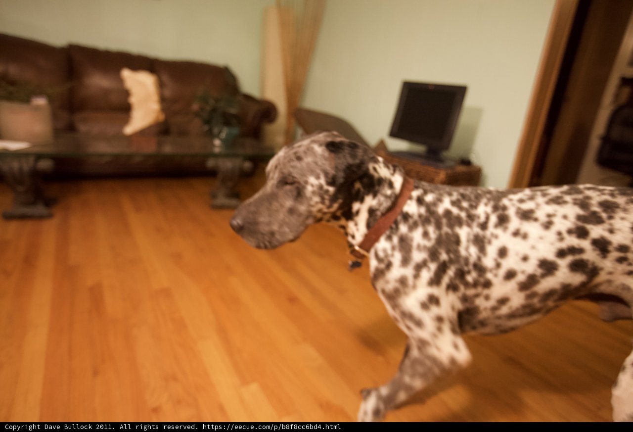 Spotted Pup Takes Over the Room