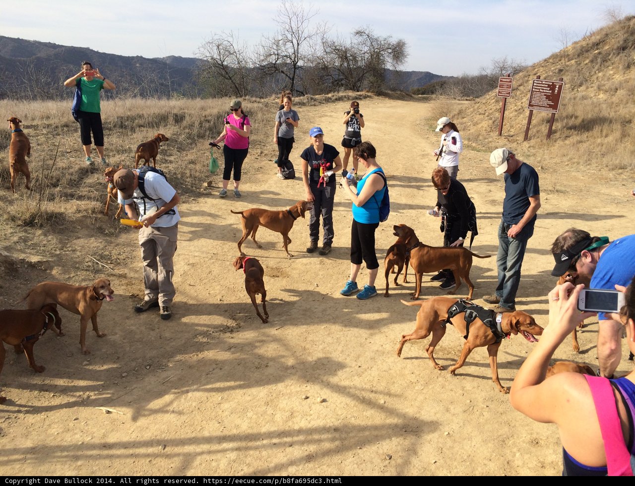 Dogs and Their Humans