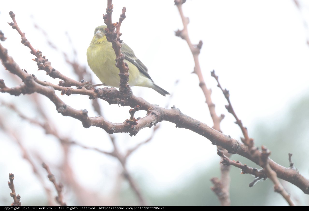 Yellow Finch Perched on Bare Winter Branch