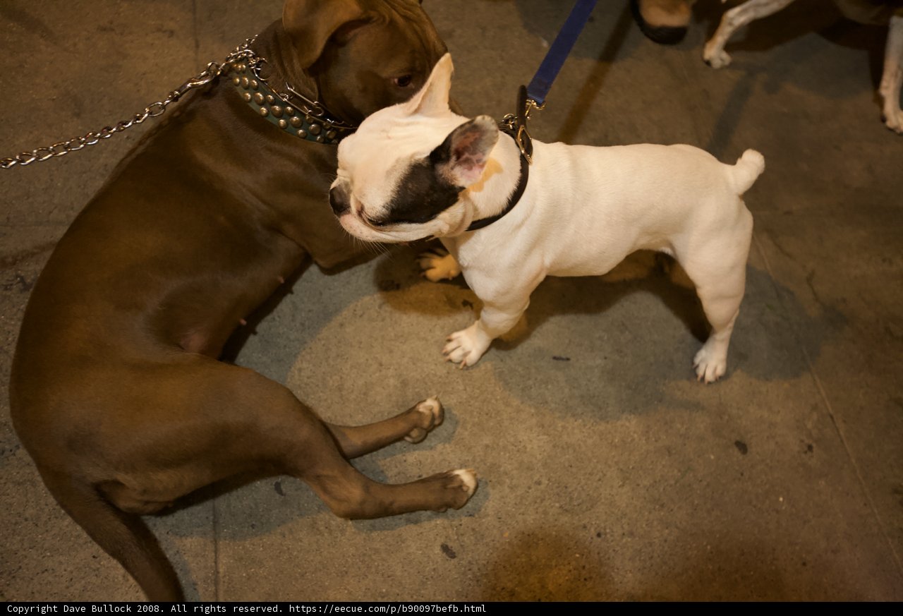 Two Canine Companions on a Cord