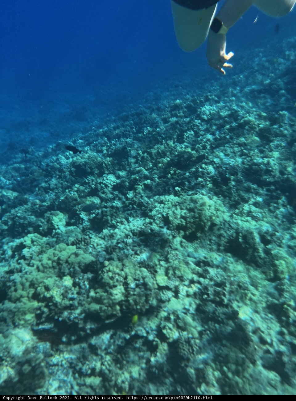Swimming with Friends