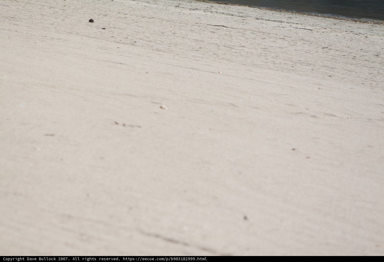 Surfer's Paradise