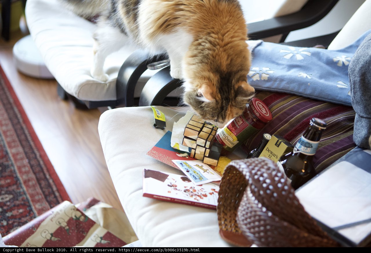 A Curious Cat's Exploration of the Living Room