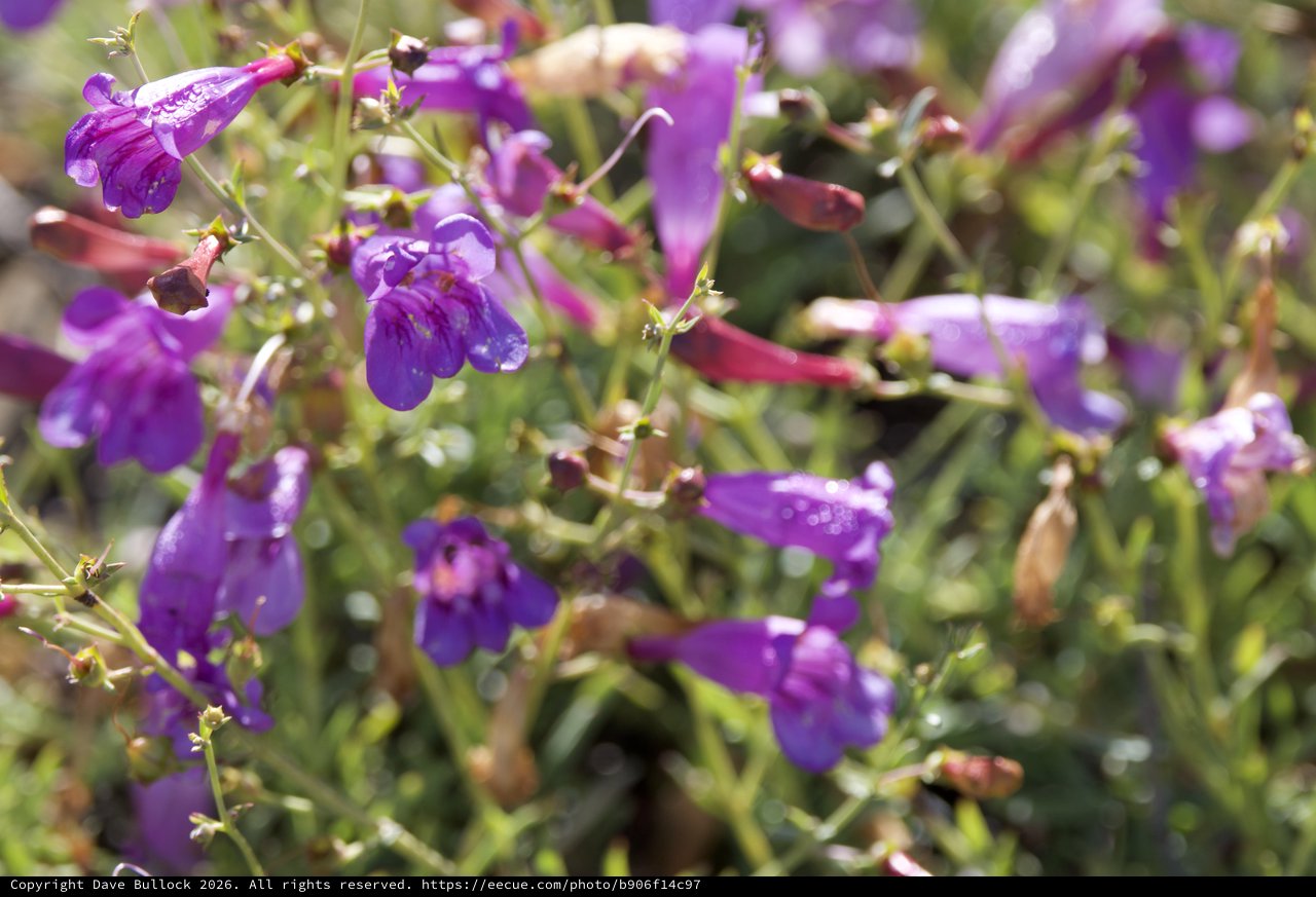 Purple Penstemon Wildflowers Blooming on Mount Diablo