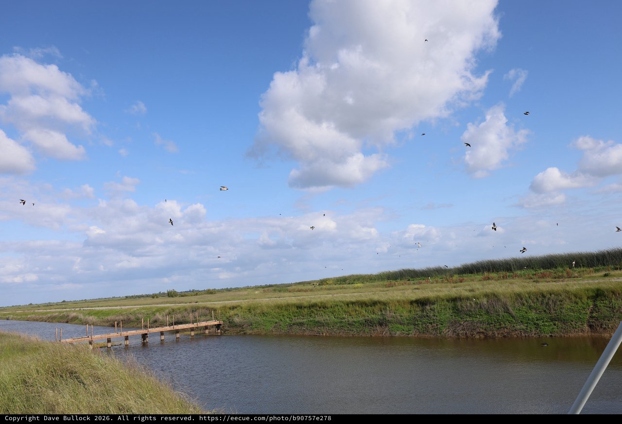 Birds in Flight Over Yolo Bypass Wetlands Marsh