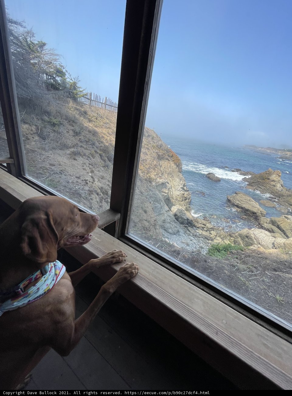 Ocean Gazing Pup
