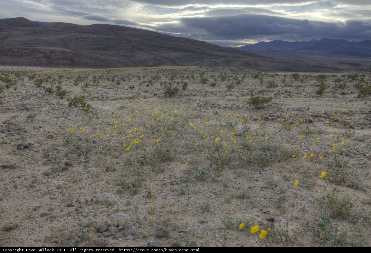 Desert Blooms