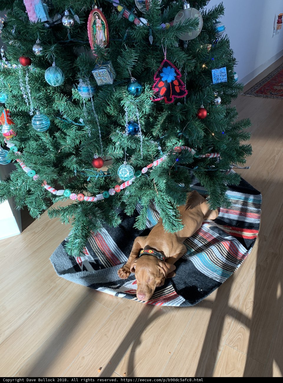 A Pup's Christmas Nap