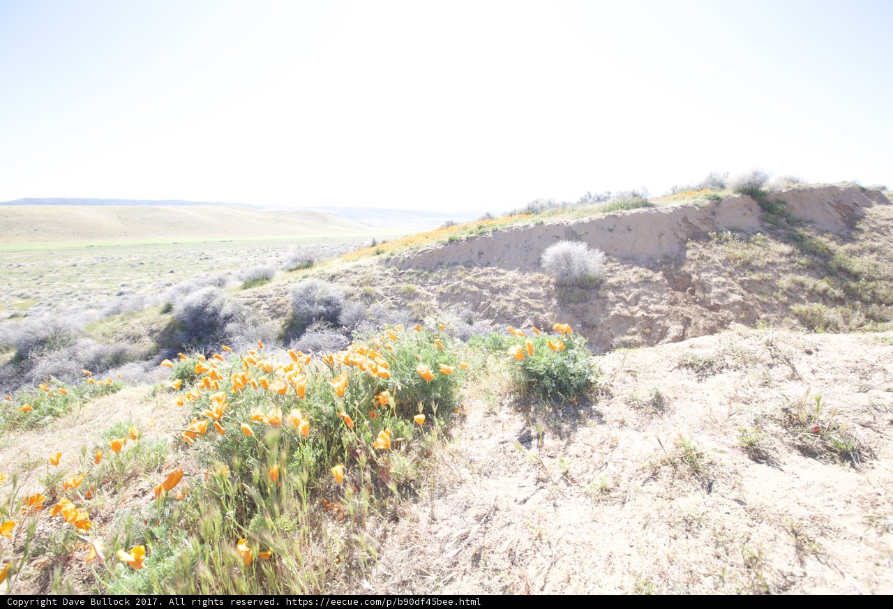 Fields of Orange Beauty