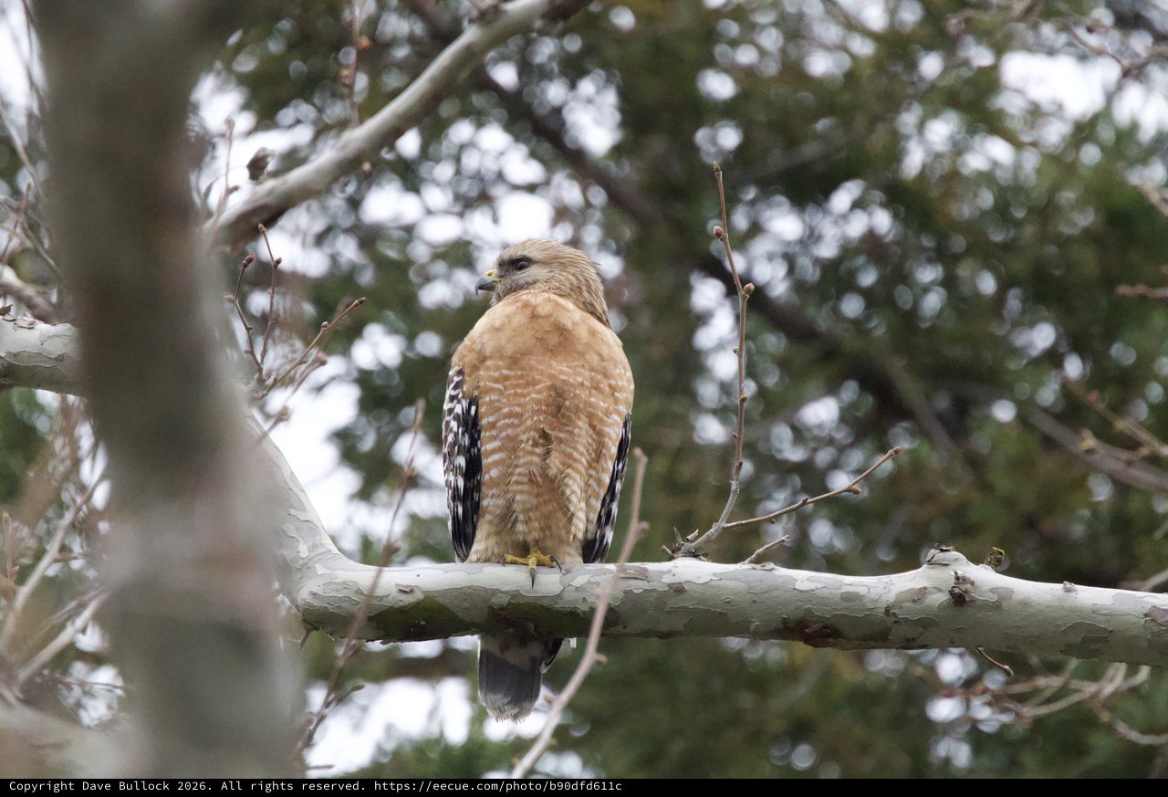 Red-Shouldered Hawk Perched on Birch Branch