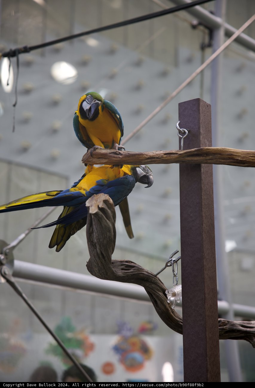 Rainbow in the Rainforest: A Majestic Parrot Perch