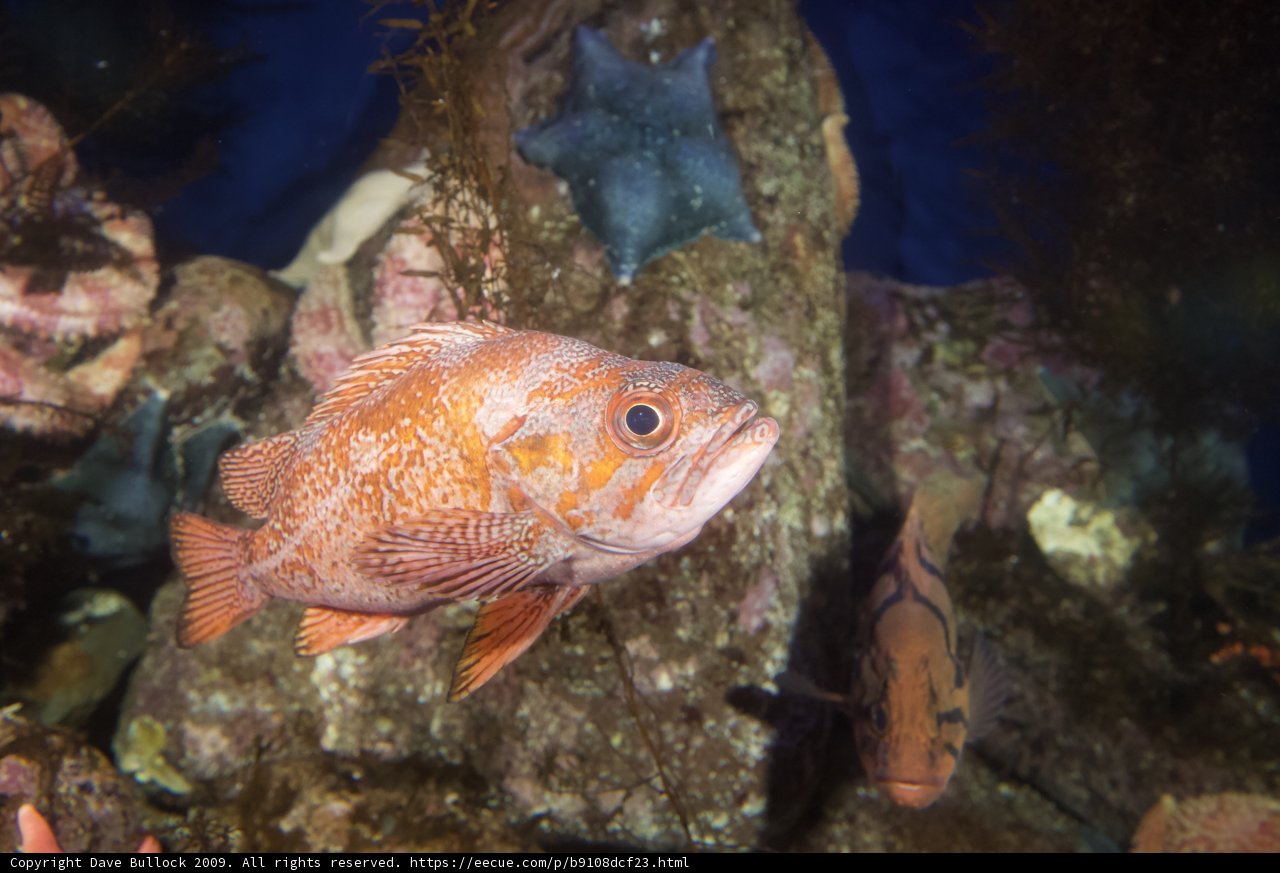 Majestic Snapper in an Aquatic Wonderland