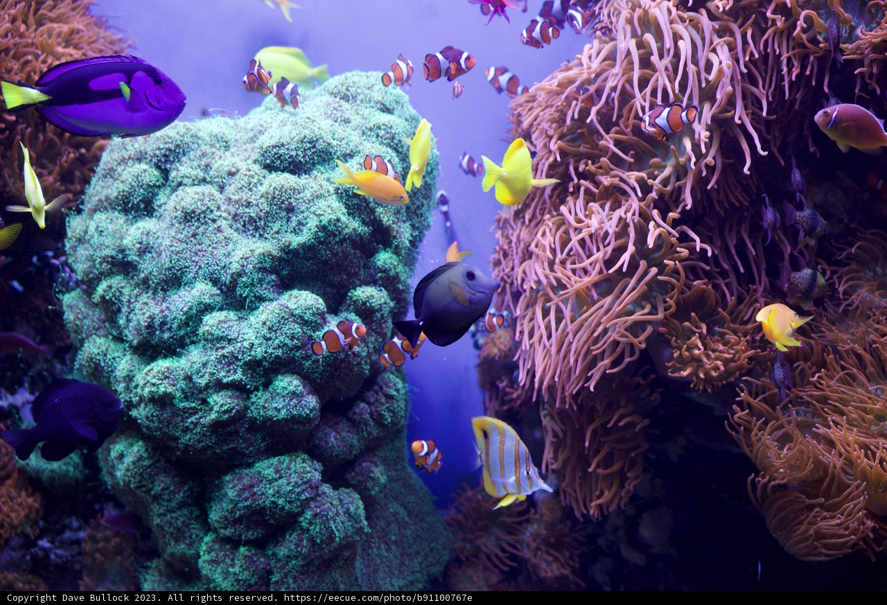 Vibrant Marine Life at Monterey Bay Aquarium, 2023