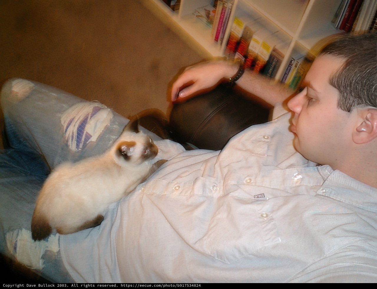 Cozy Afternoon with a Feline Friend