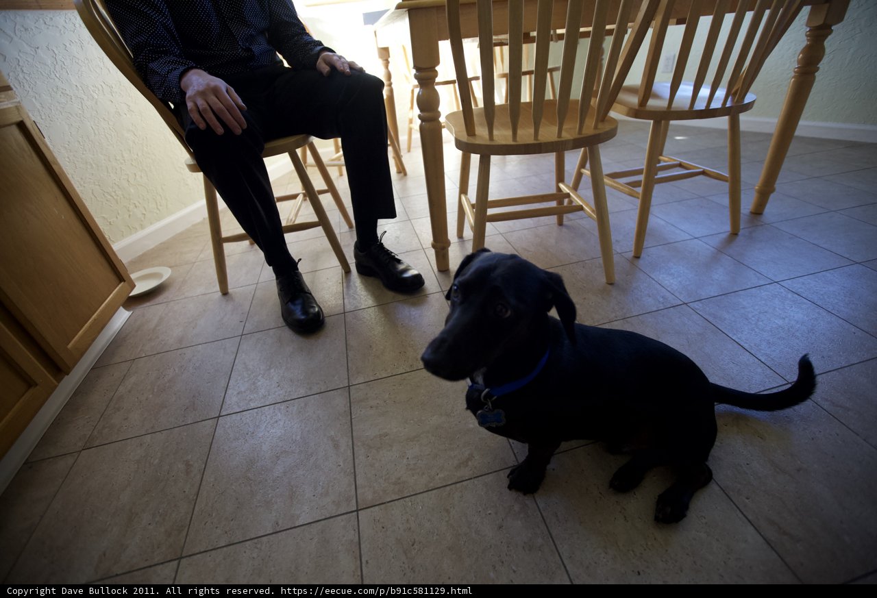 Man and his Canine Companion