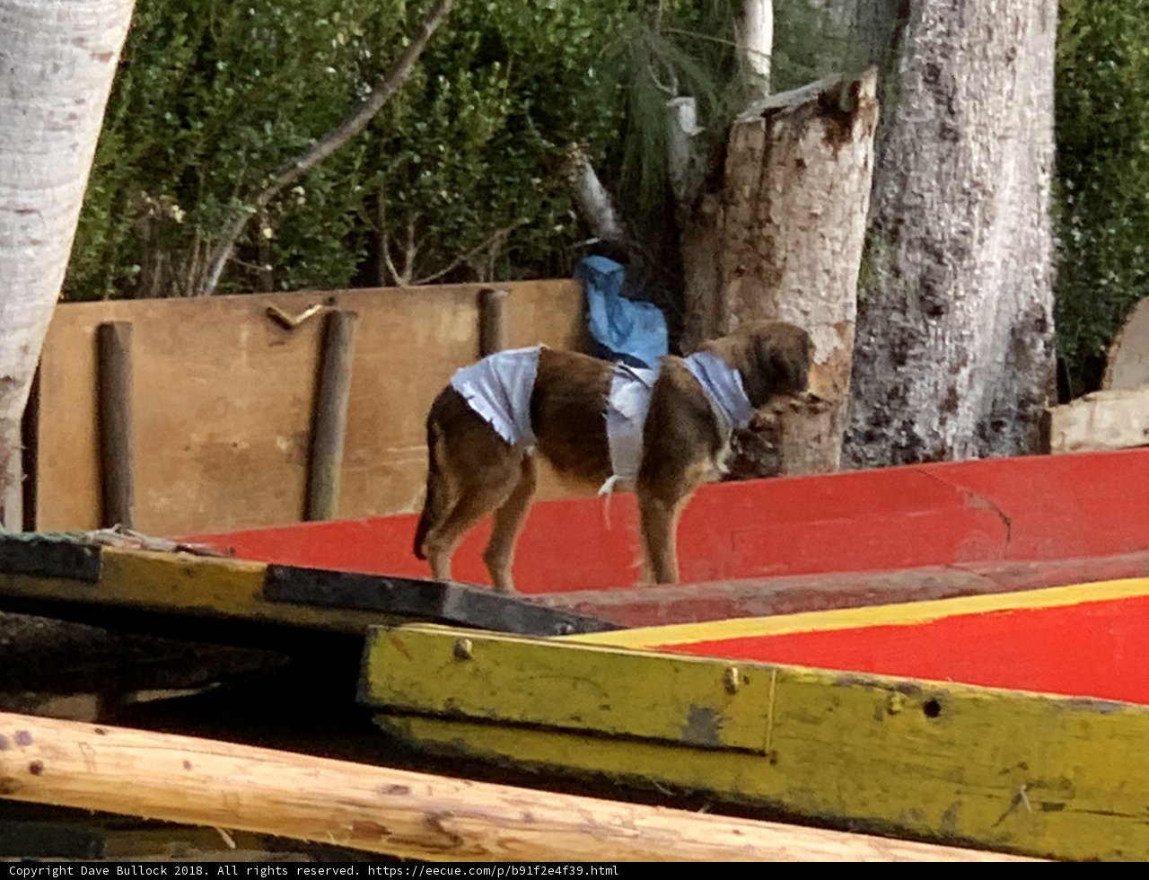 The Seafaring Canine