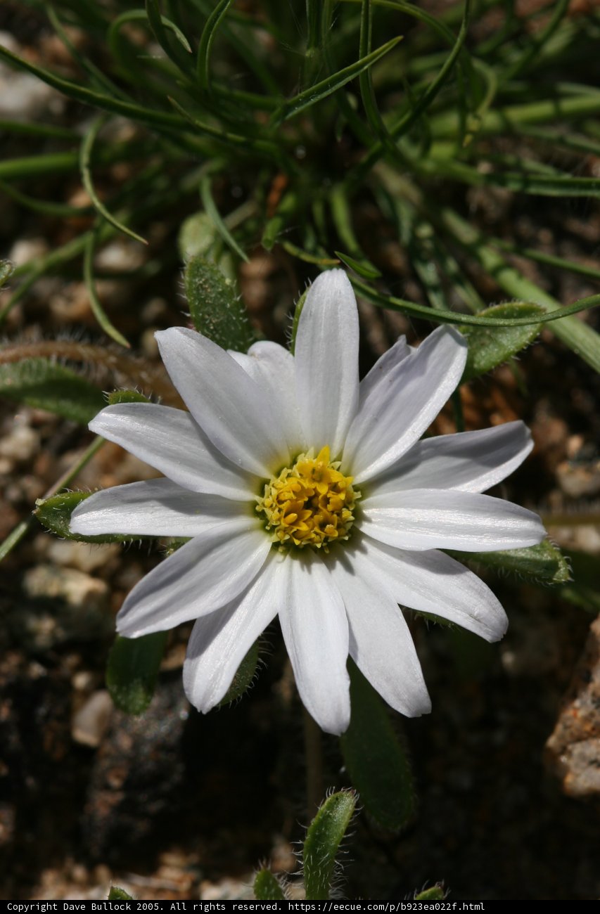Sun-kissed Daisy