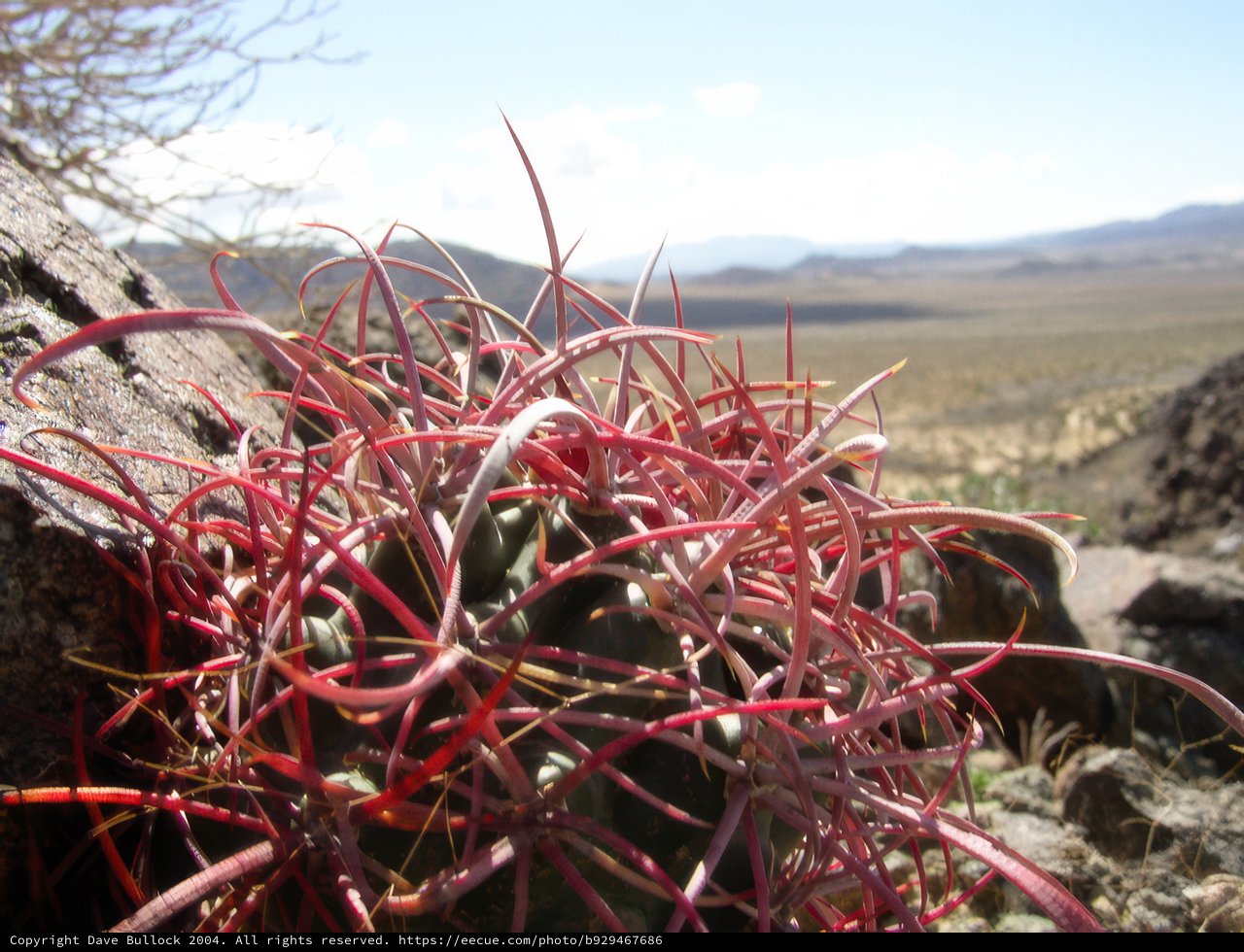 Red-Stemmed Cactus on Rock