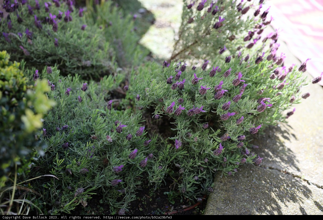 A blooming lavender bush