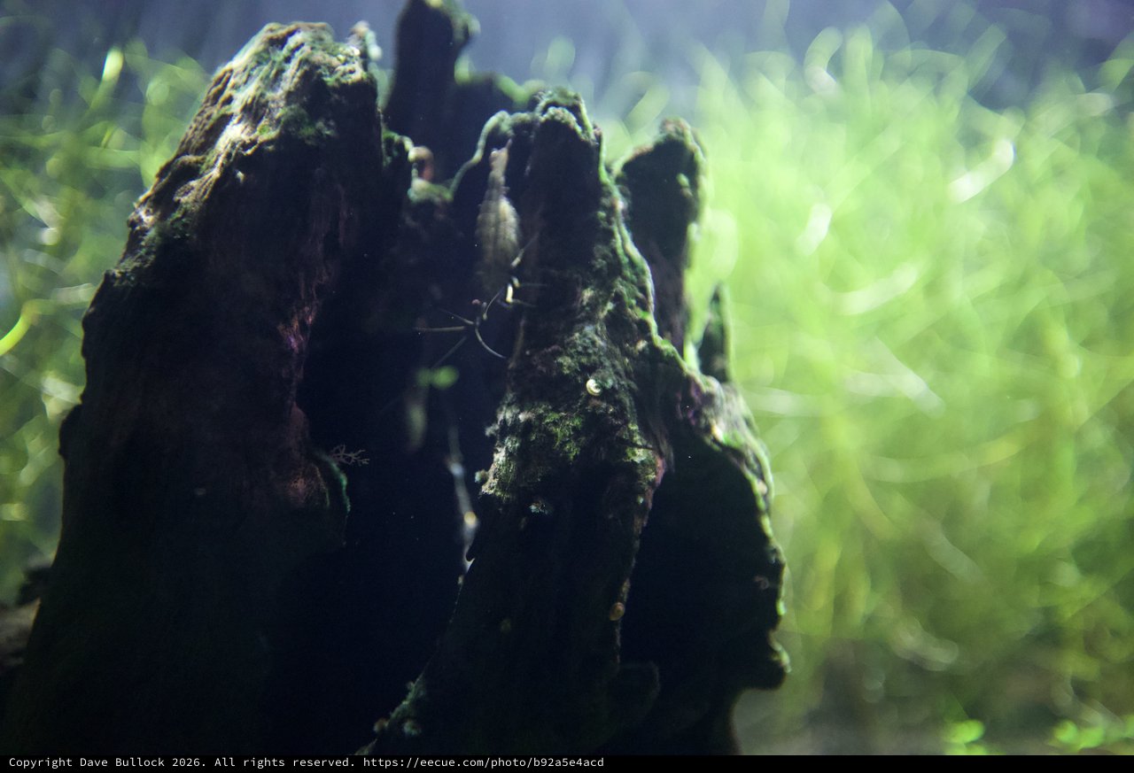 Moss-Covered Driftwood in Aquatic Garden Bokeh