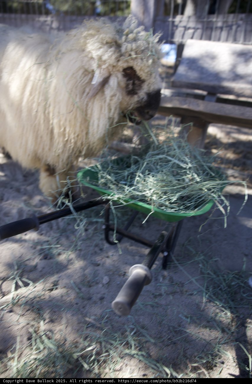A Sheep's Simple Feast