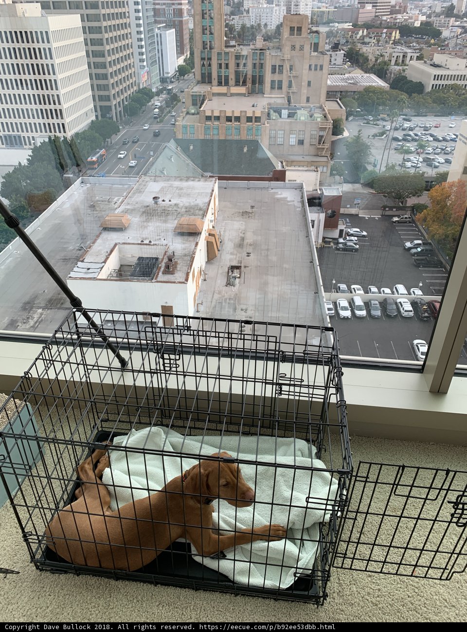 City Life in a Cage