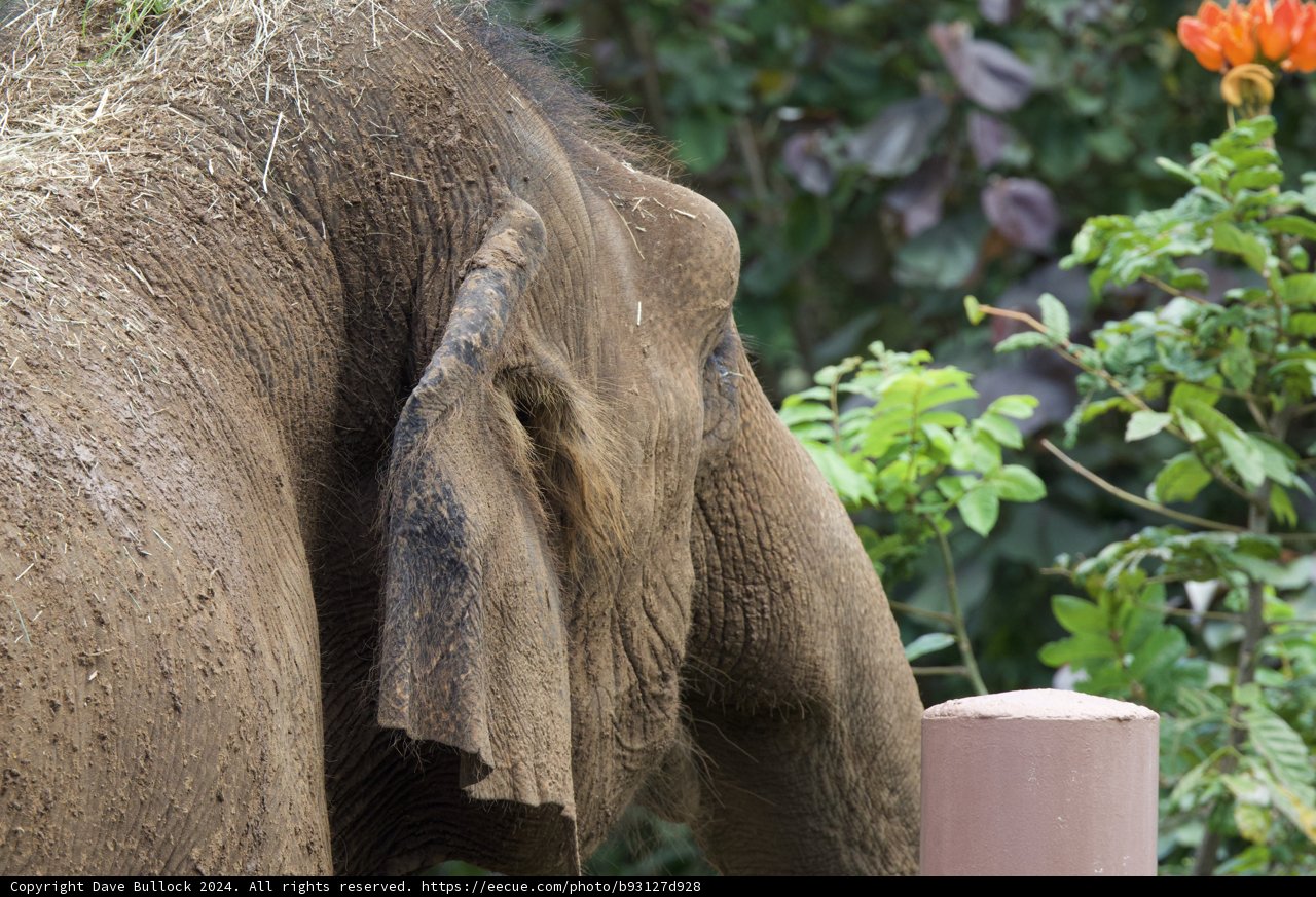Gentle Giant in Repose