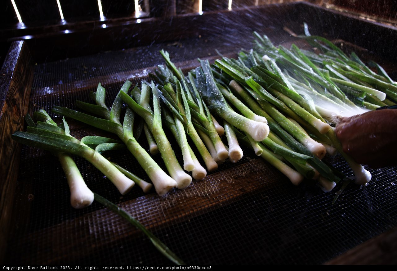 Freshly Harvested Green Onions