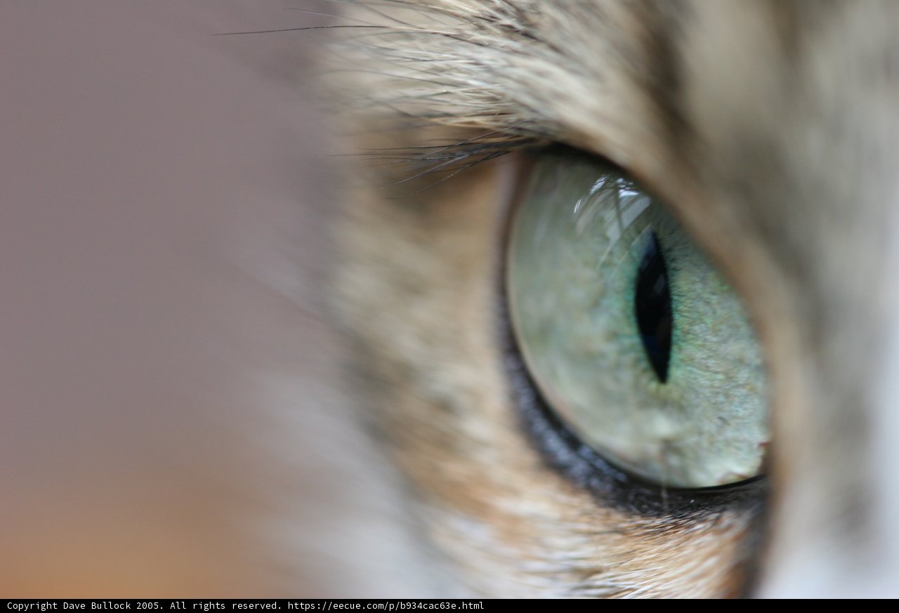 Feline Gaze