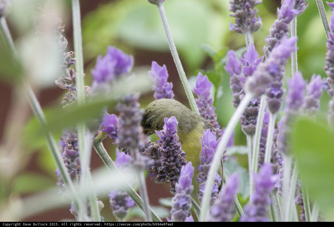 Lavender Encounter