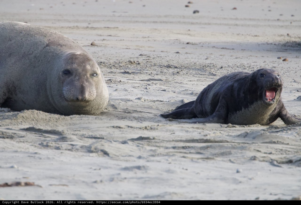 Northern Elephant Seals Resting on Sandy Beach
