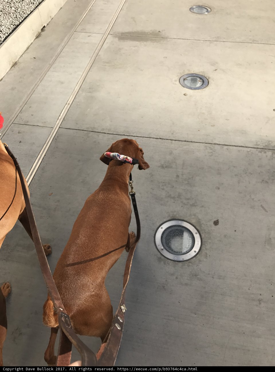 Canine Companion on the Sidewalk