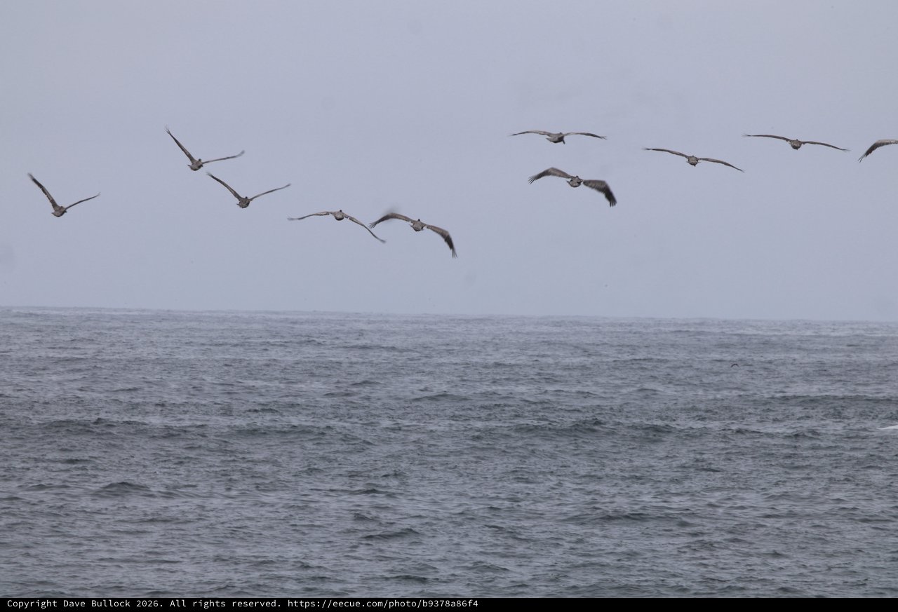 Pelicans Gliding Over Stormy Ocean Waters