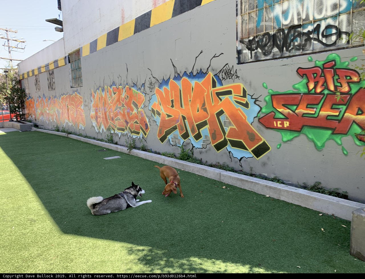 Canine Graffiti Playtime