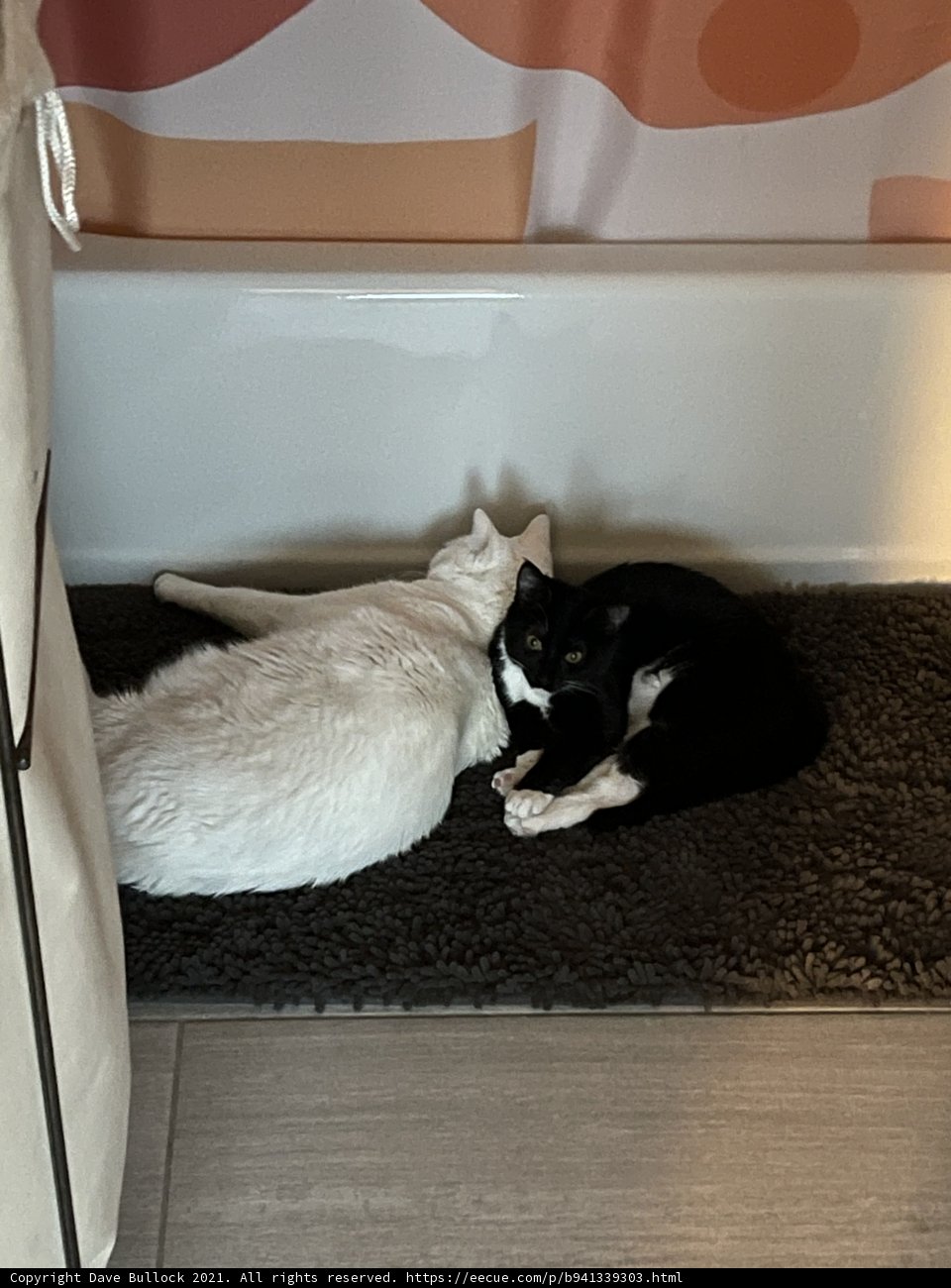 Feline Friends on a Cozy Rug