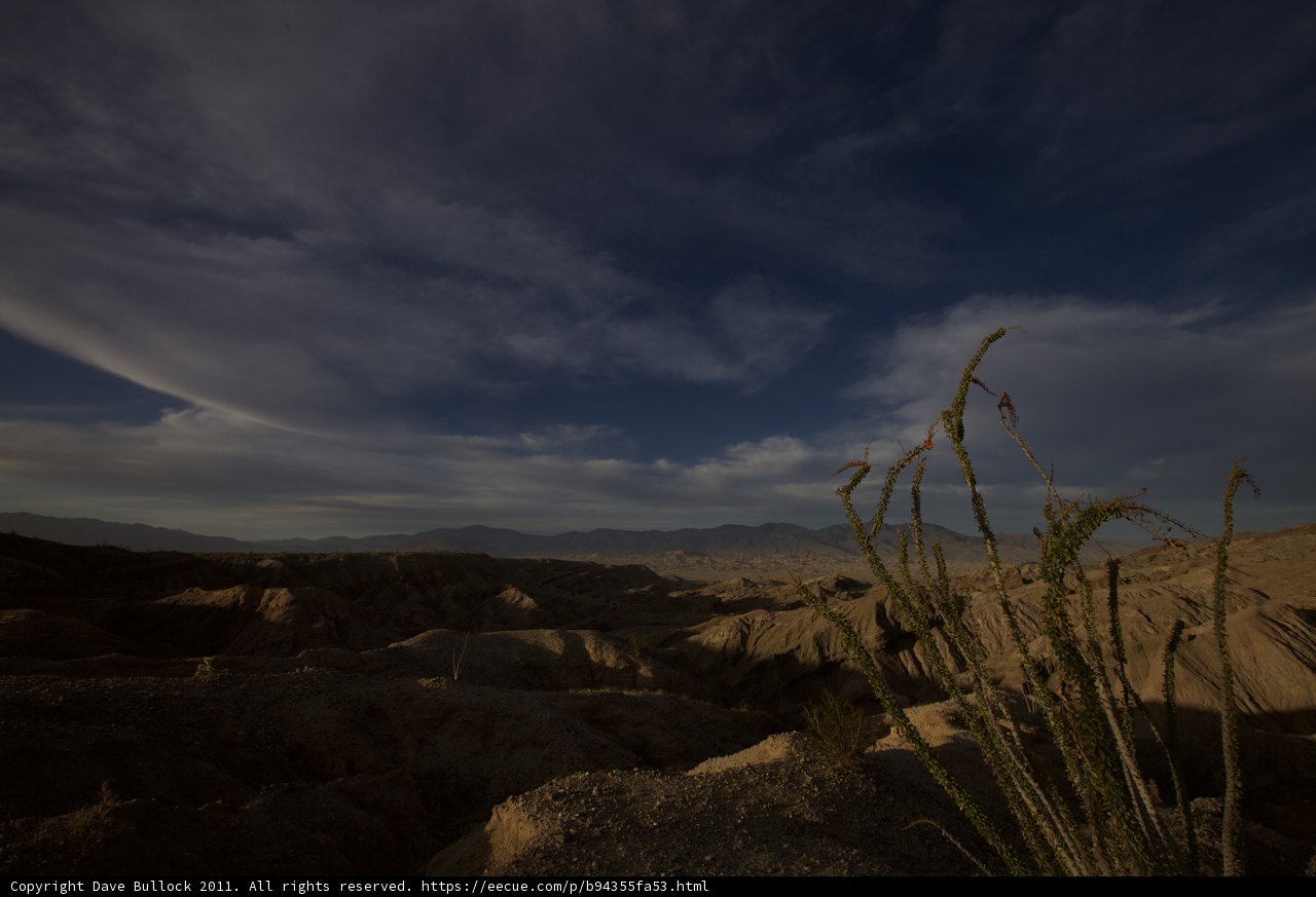 Desert Plant in the Shadow of the Mountains