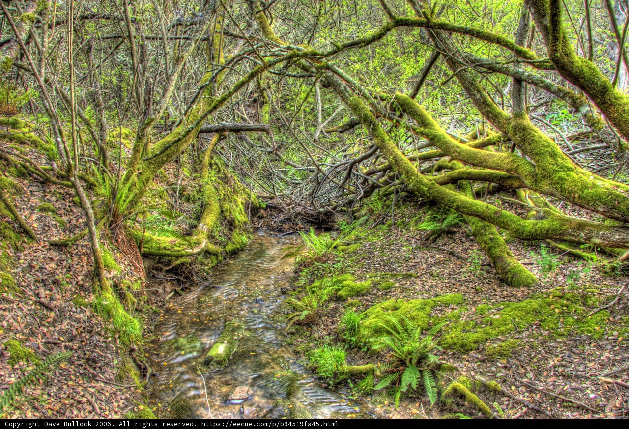 Tranquil Stream in Forest