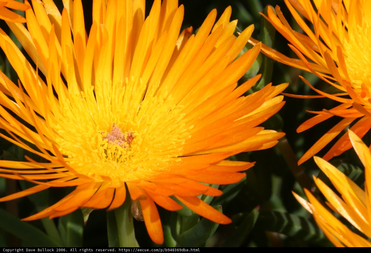 Orange Blossoms