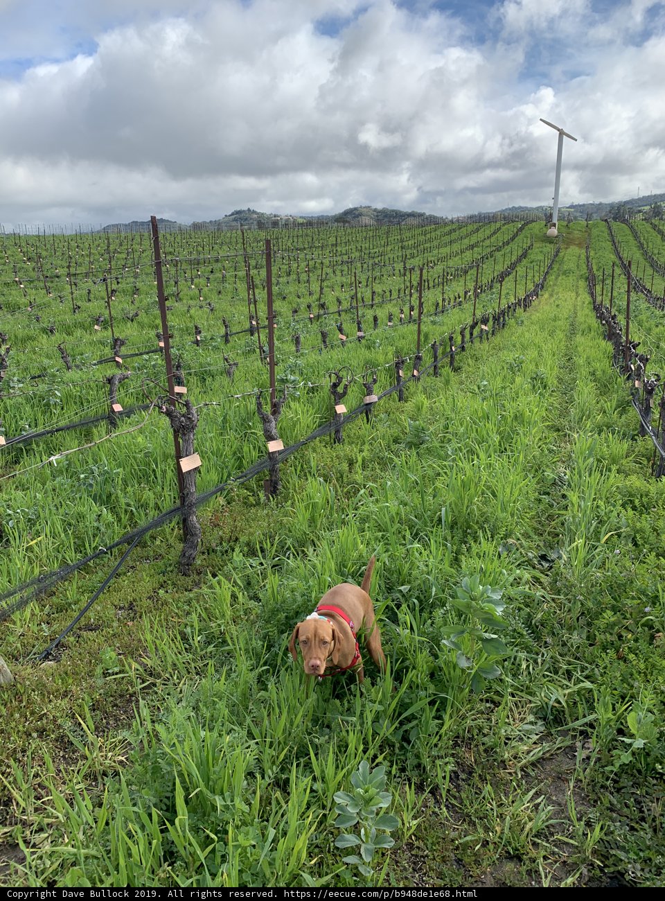 Canine Companion in the Vineyard