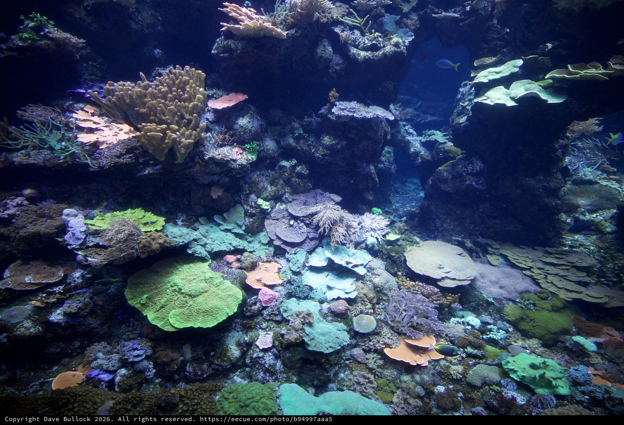 Vibrant Coral Reef Ecosystem Display in Aquarium