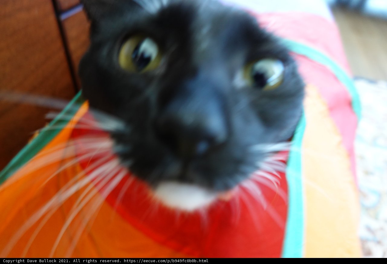 Gazing Kitty